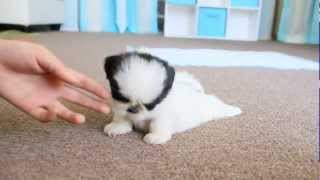 Cute Teacup Puppy Shih Tzu [upl. by Ahsocin656]