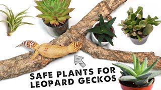 Top 10 Safe Plants For Leopard Geckos  BIOACTIVE ARID TANK [upl. by Eatnad]