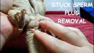 Bearded Dragon HUGE SPERM PLUG Removal  WARNING GROSS [upl. by Marsh]