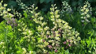 Decadence® Deluxe Pink Lemonade Baptisia  Garden Crossings [upl. by Eimot]