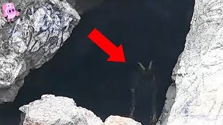 10 Mysterious Creatures Caught on Camera [upl. by Seem]