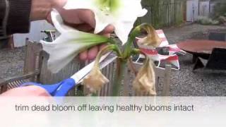 How to trim an amaryllis plant [upl. by Briana]