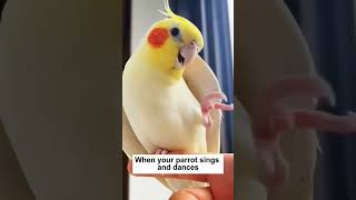 bird parrot funnyanimals pet [upl. by Allets268]