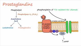 Pain Transduction Described Concisely [upl. by Mackenzie]