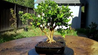 What are Boxwood Bonsai Trees amp Care Guide [upl. by Nodnar354]