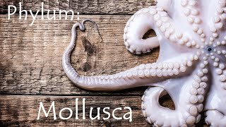 Phylum Mollusca Snails Clams and Octopuses [upl. by Ynohtnaeoj899]