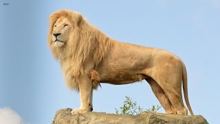 Big Cats Of The Timbavati  The Kings Pride Wildlife Documentary HD [upl. by Rednasyl104]