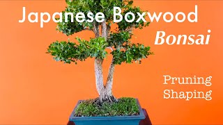 Japanese Boxwood Bonsai  Buxus Microphylla  Pruning and Shaping  May 2020 [upl. by Narmi265]