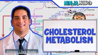 Metabolism  Cholesterol Metabolism [upl. by Shaina]