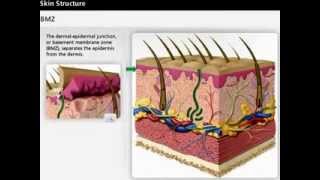 Skin Anatomy  Dermis amp Epidermis  Wound Care [upl. by Susette]