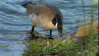 Canada Geese  National Park Animals for Kids [upl. by Cavit]