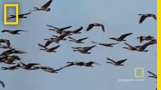 Geese Fly Together  National Geographic [upl. by Butte978]