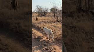 Wild white lion in Timbavati South Africa [upl. by Dorene378]