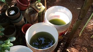 How to grow Green Water Algae [upl. by Annahoj512]