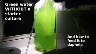 Green Water WITHOUT a Starter Culture  From Scratch  How To [upl. by Tildi815]