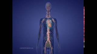 Levels of Spinal Cord Injury [upl. by Gregson]