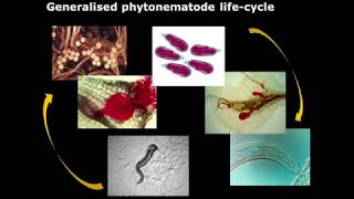 Biological control of nematodes [upl. by Marlee]