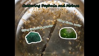 How To Culture Daphnia and Moinas using Green Water Spirulina powder [upl. by Orferd]