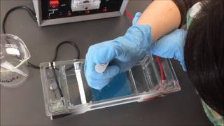 Gel Electrophoresis Lab [upl. by Darcie]