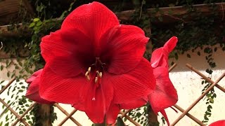 How to Make Your Amaryllis Bloom Again [upl. by Amberly]