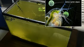 Raising Daphnia for the Freshwater Aquarium [upl. by Kushner]