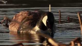 Canada Goose foraging [upl. by Innor518]