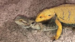 Bearded Dragons Mate [upl. by Irroc]