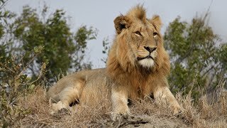 Timbavati Nature Reserve South Africa [upl. by Roxi]