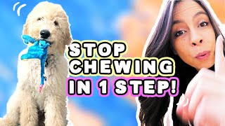 STOP PUPPY CHEWING 1 Easy Step 🐶 [upl. by Ydolem]