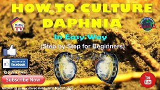 HOW TO CULTURE DAPHNIA In Easy Way [upl. by Ott586]