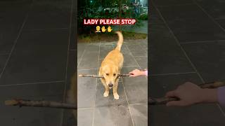 Drop it failsjunior goldenretriever happy dropit love cuteshortsviral shorts trending [upl. by Aihsemek]