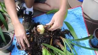 Preparing Amaryllis for Dormancy [upl. by Alfie666]