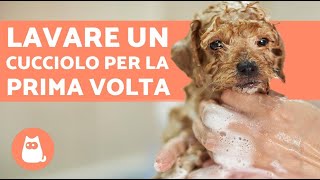 Come FARE il BAGNO a un CUCCIOLO di CANE [upl. by Eanwahs]