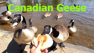 Hand Feeding Canadian Geese Canada Goose [upl. by Acireh]