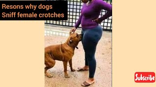 why do dogs sniff out female crotches [upl. by Llehctim]