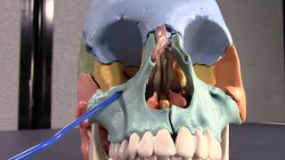 Human Cranial Osteology Part V Maxilla and Zygomatic bones [upl. by Shanks]